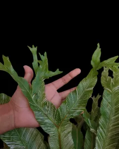 🌿 XXL Variegated Bird's Nest Fern 🌿 